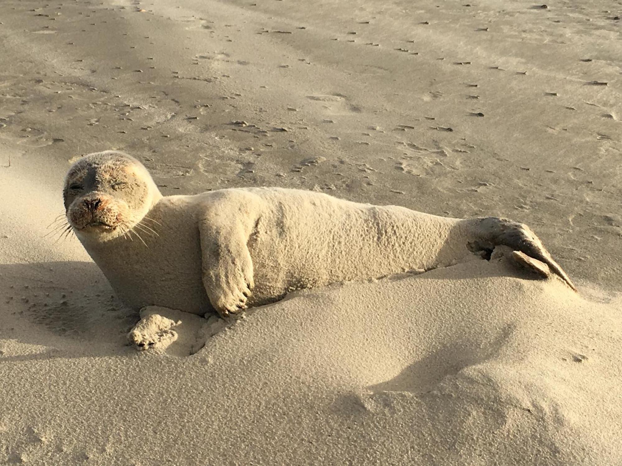 Haus Seeigel Stranddistel Norderney Zewnętrze zdjęcie